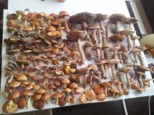 After mushroom-picking