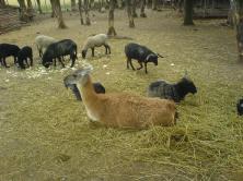 Lama in one mini-zoo near Nitra