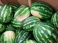 Surely someone will buy this damaged watermelon in Tesco...